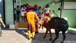 Sapi Kurban Terperosok ke Selokan di Surabaya