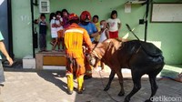 Sapi itu terperosok karena penutup selokan tak kuat menahan bobot sapi. Sapi itu sendiri memiliki berat sekitar 350 kg.Butuh waktu 1 jam untuk mengevakuasi sapi tersebut.