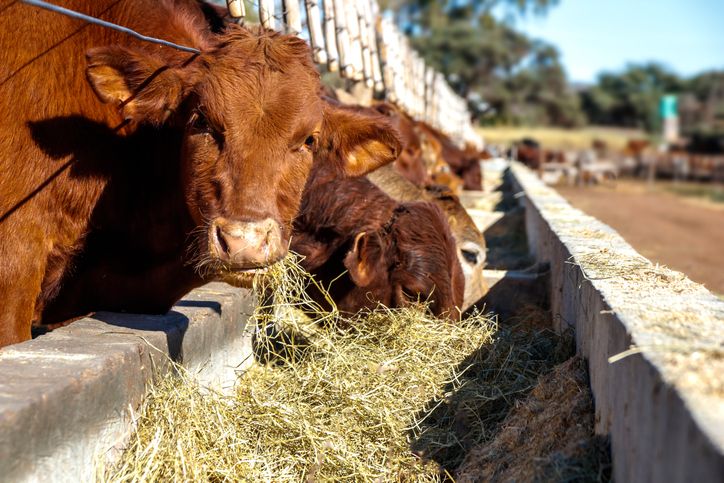 5 Fakta Sapi Limosin, 'Sapi Sultan' Seharga Rp 100 Juta