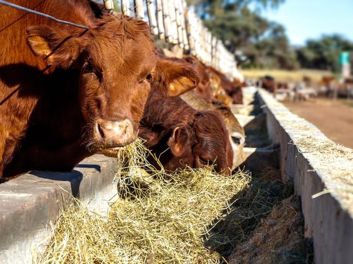 5 Fakta Sapi Limosin, Sapi Sultan Seharga Rp 100 Juta