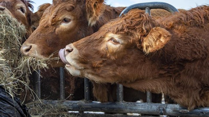 5 Fakta Sapi Limosin, Sapi Sultan Seharga Rp 100 Juta