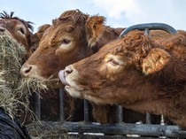 Jejak Truk Misterius dan Raibnya 4 Sapi Limosin di Tasikmalaya