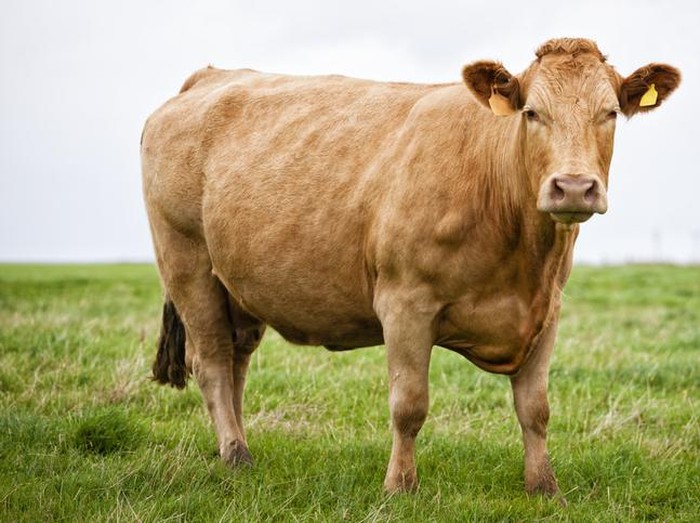 5 Fakta Sapi Limosin, Sapi Sultan Seharga Rp 100 Juta