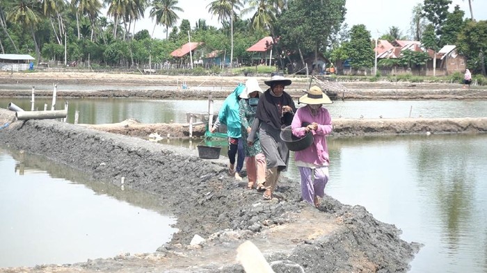 Suasana para petani tiram di Aceh (dok. Polda Aceh)