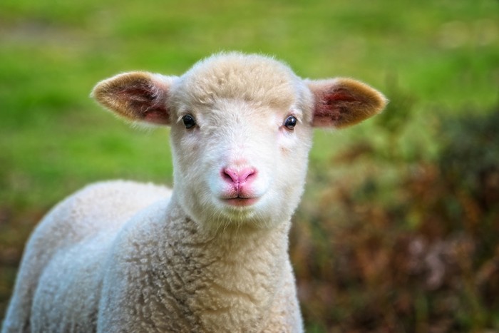 Berkah dalam daging kambing MasyaAllah! Ini 5 Keberkahan Daging Kambing dalam Islam