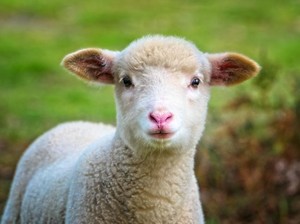 MasyaAllah! Ini 5 Keberkahan Daging Kambing dalam Islam