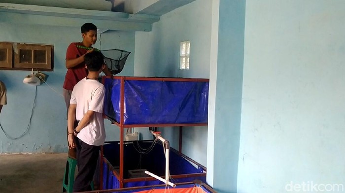 Budi daya lobster air tawar di Kabupaten Pekalongan, Selasa (20/7/2021). Budi daya lobster air tawar di Kabupaten Pekalongan, Selasa (20/7/2021).