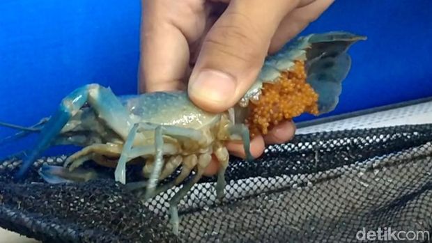 Budi daya lobster air tawar di Kabupaten Pekalongan, Selasa (20/7/2021).