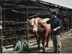 Anies Serahkan Kurban Sapi Limosin 1,1 Ton di RPH Dharma Jaya