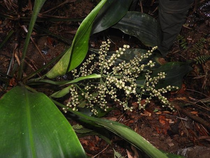 Hanguana karimatae