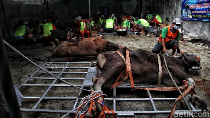 Idul Adha Saat PPKM Darurat, Begini Proses Pembagian Daging Kurban Hari Raya Idul Adha tahun ini bertetapan dengan penerapan PPKM Darurat di sejumlah daerah RI. Guna cegah Corona, pembagian daging kurban terapkan prokes ketat.