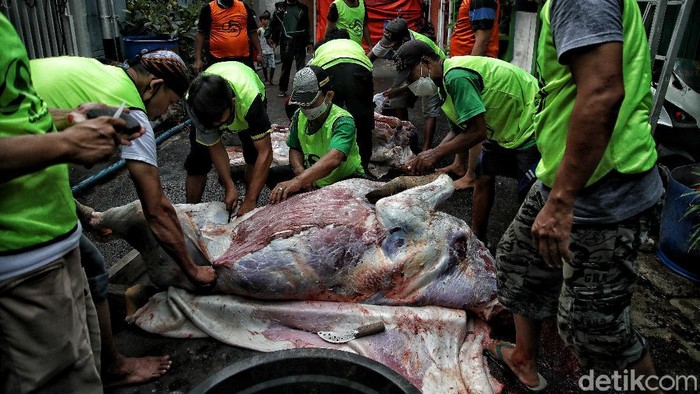 Hari Raya Idul Adha tahun ini bertetapan dengan penerapan PPKM Darurat di sejumlah daerah RI. Guna cegah Corona, pembagian daging kurban terapkan prokes ketat.