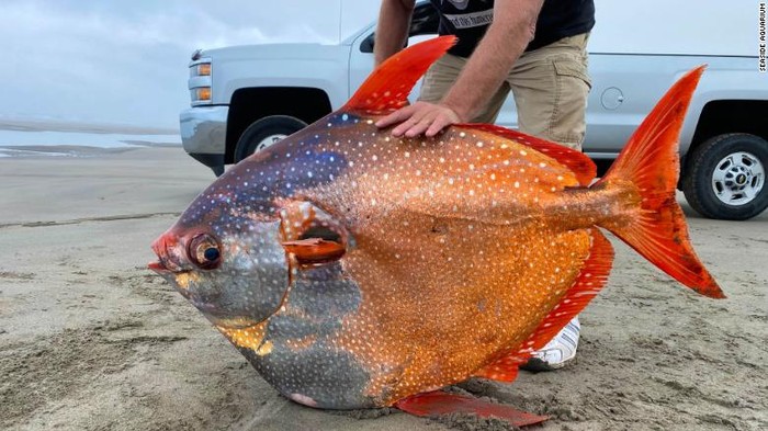Ikan opah
