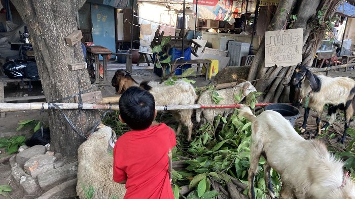 Lokasi penjualan hewan kurban di Manggarai