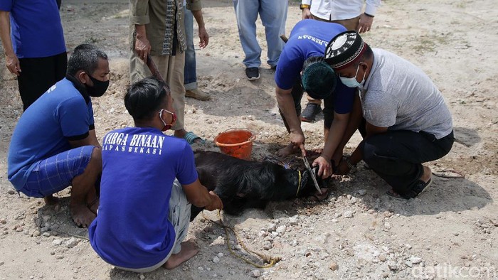 Penyembelihan hewan kurban juga dilakukan di Lapas Kelas 2A Kota Bekasi, Jawa Barat, Selasa (20/7). Penyembelihan ini melibatkan para warga binaan.