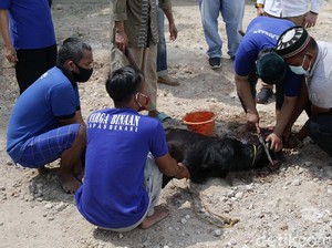 Hal-hal yang Disunnahkan dalam Penyembelihan Hewan, Apa Saja?