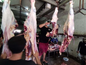 Marak Penyakit Sapi! Pengusaha Desak Pemerintah Tenangkan Warga Jelang Idul Adha