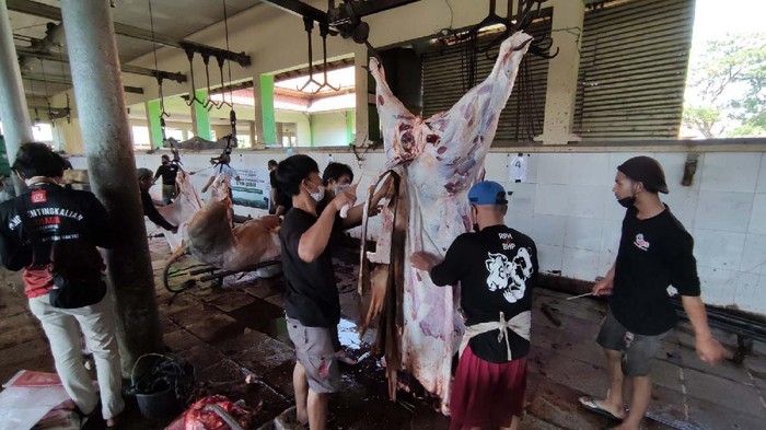 Melihat Kesibukan RPH di Hari Raya Idul Adha Pada hari raya Idul Adha ini, banyak hewan kurban yang disembelih di Rumah Pemotongan Hewan (RPH). Salah satunya di RPH Penggaron Semarang, Jateng.