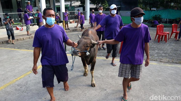 Menengok Pemotongan Hewan Kurban di Bekasi dengan Prokes Ketat Pemotongan hewan kurban dilakukan Aren Jaya, Kota Bekasi, Jabar, Selasa (20/7). Ritual ini dilakukan dengan Prokes ketat karena pandemi COVID-19.