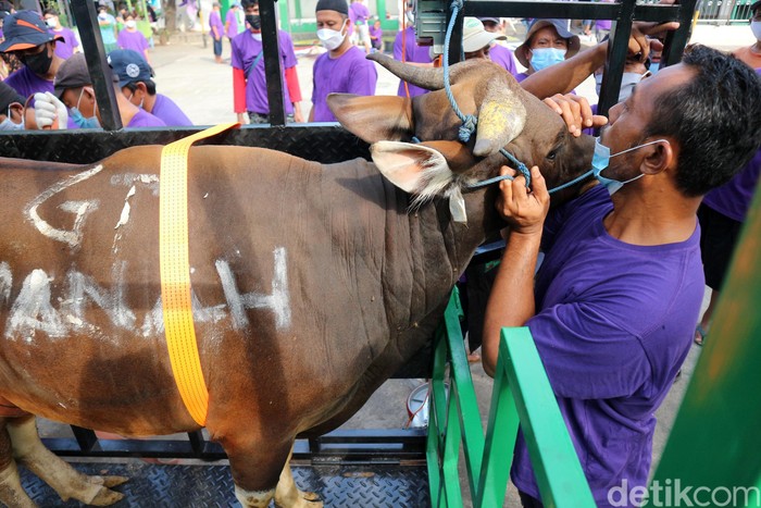 Pemotongan hewan kurban dilakukan Aren Jaya, Kota Bekasi, Jabar, Selasa (20/7). Ritual ini dilakukan dengan Prokes ketat karena pandemi COVID-19.