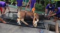 Hanya panitia yang ada di lokasi pemotongan, mereka juga diwajibkan tetap memakai masker.  