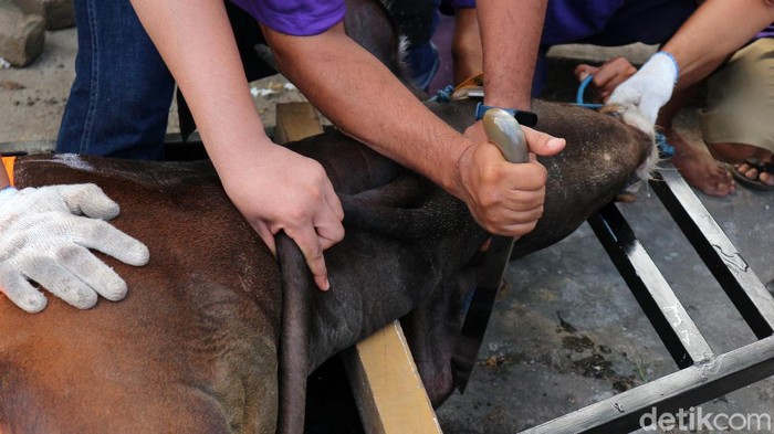 Menengok Pemotongan Hewan Kurban di Bekasi dengan Prokes Ketat Pemotongan hewan kurban dilakukan Aren Jaya, Kota Bekasi, Jabar, Selasa (20/7). Ritual ini dilakukan dengan Prokes ketat karena pandemi COVID-19.
