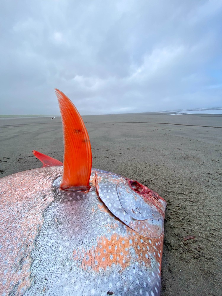 Moonfish