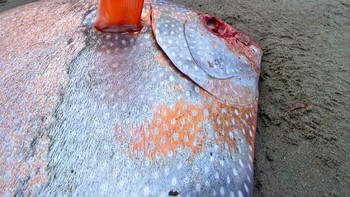 Ketika diukur, panjangnya mencapai sekitar 1 meter dengan berat 45 kilogram. Habitatnya bukan di sana sehingga ikan ini terdampar secara misterius karena tidak diketahui darimana asalnya. Foto: Seaside Aquarium
