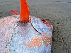 Foto Penampakan Ikan Jumbo yang Terdampar Secara Misterius