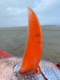 Moonfish