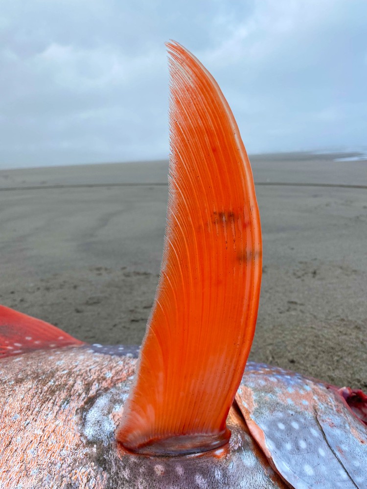 Moonfish Moonfish