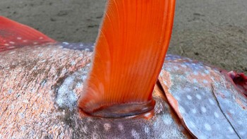Ikan besar, langka di Oregon Coast, ditemukan pagi ini. Penemuan ini cukup mengejutkan dan orang-orang melihat ikan berwujud aneh sekaligus cantik ini, sebut staff di Seaside Aquarium. Foto: Seaside Aquarium