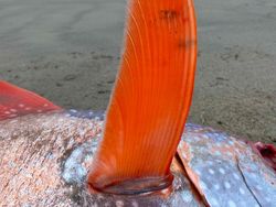 Foto Penampakan Ikan Jumbo yang Terdampar Secara Misterius