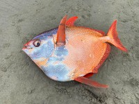Moonfish