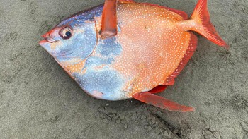 Ikan ini rencananya akan dibekukan dan nanti dibedah. Isi perutnya diharapkan dapat menjadi petunjuk tentang darimana ikan ini sebenarnya berasal karena pada saat ini hal itu belum dapat disimpulkan. Foto: Seaside Aquarium
