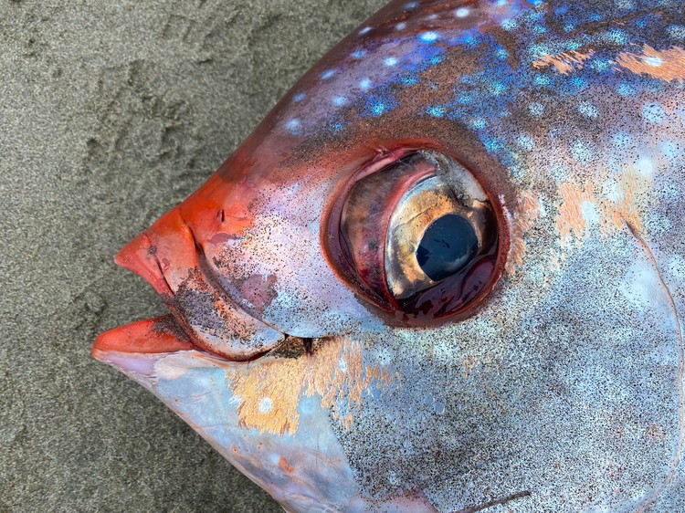 Moonfish