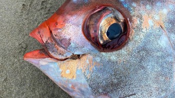 Heidi Dewar selaku ilmuwan biologi dari National Oceanic and Atmospheric Administrations (NOAA) menyatakan kejadian ini tidak biasa dan mungkin berhubungan dengan perubahan iklim. Foto: Seaside Aquarium