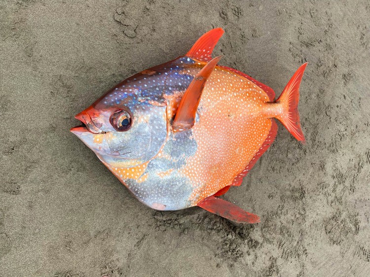 Moonfish