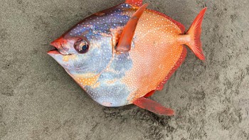 Sebuah studi yang dipublikasikan bulan April silam menyebutkan bahwa menghangatnya suhu lautan rupanya telah memaksa puluhan ribu spesies berpindah dari kawasan tropis ke lautan yang lebih dingin. Foto: Seaside Aquarium