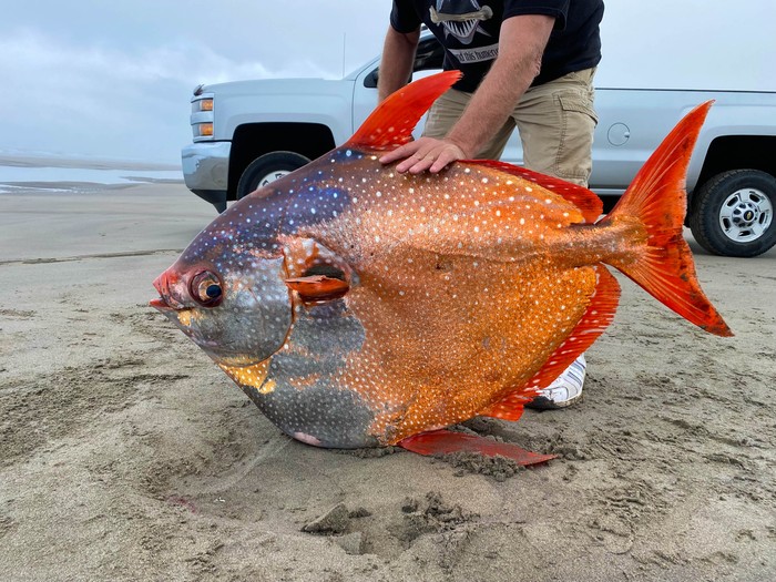 Moonfish