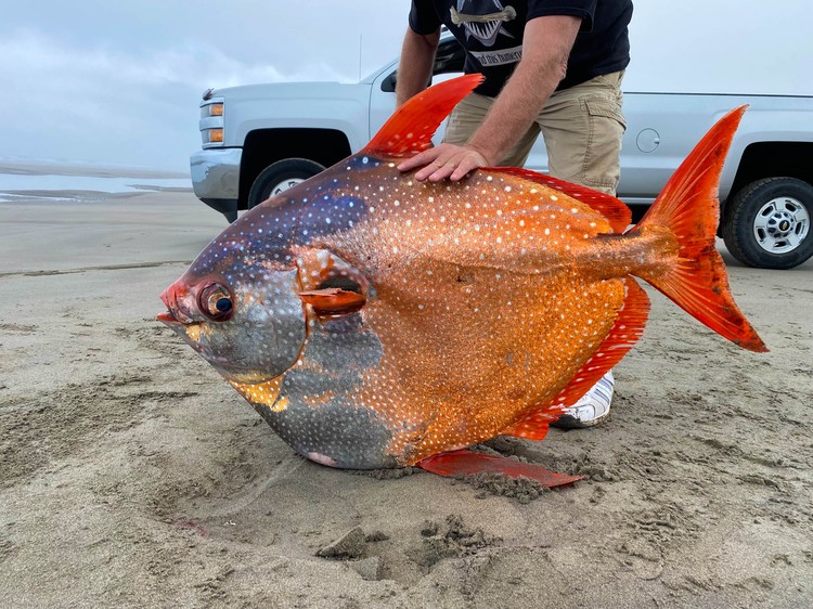 Moonfish