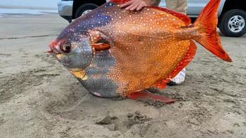 Terakhir kali ikan moonfish terdampar di area sana adalah pada tahun 2009 atau 12 tahun yang lalu. Moonfish sendiri dapat tumbuh sampai 1,8 meter panjangnya dan bobot dapat tembus 270 kilogram. Foto: Seaside Aquarium