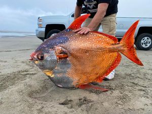 Ikan Jumbo Berwujud Tak Biasa Kejutkan Warga