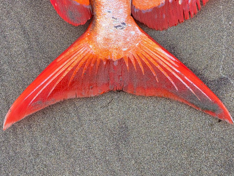 Moonfish