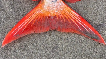 Ikan moonfish sebesar itu adalah tidak normal di Oregon. Kita menyaksikan beberapa organisme laut berpindah karena temperatur air laut yang terus meningkat, ucap dia. Foto: Seaside Aquarium