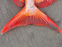 Foto Penampakan Ikan Jumbo yang Terdampar Secara Misterius