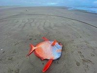 Moonfish