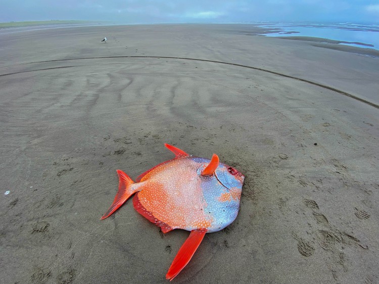 Moonfish