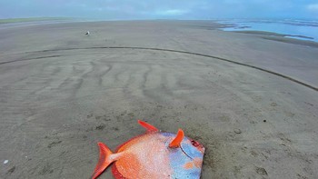 Belakangan diketahui bahwa ikan aneh yang terdampar adalah jenis moonfish yang sebenarnya sangat-sangat jarang terdampar di wilayah tersebut. Foto: Seaside Aquarium