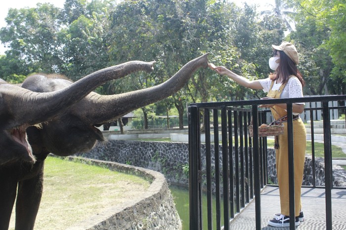 Paket wisata memberi makan gajah di kompleks Taman Wisata Candi Borobudur.